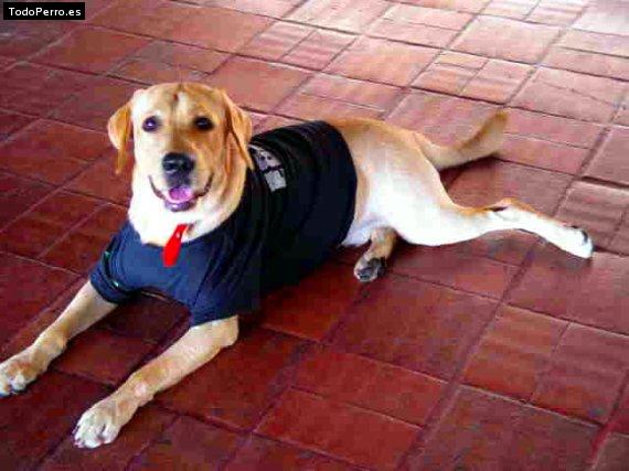 La foto del perro