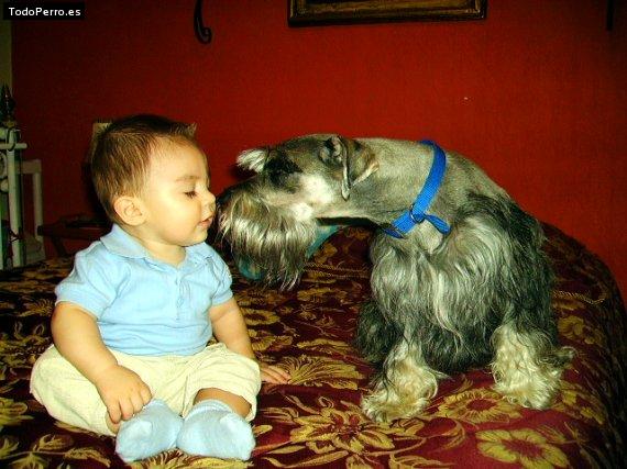 La foto del perro