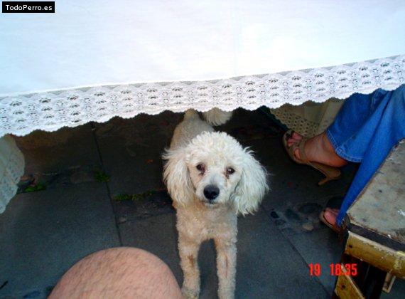 La foto del perro