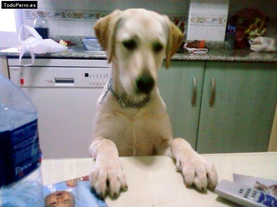 La foto del perro