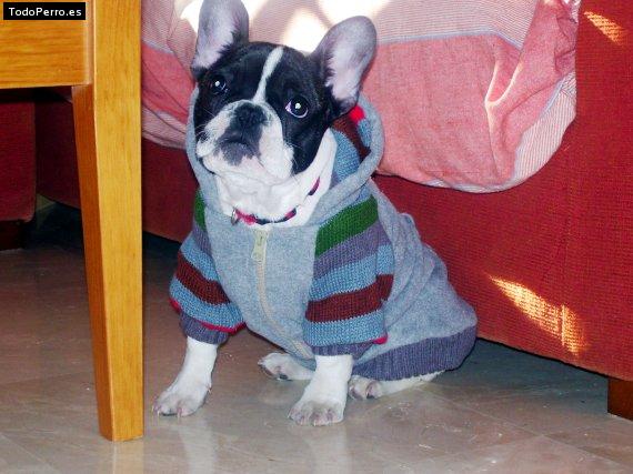 La foto del perro