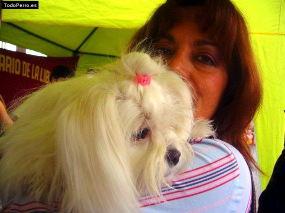 La foto del perro