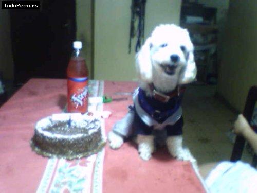 La foto del perro