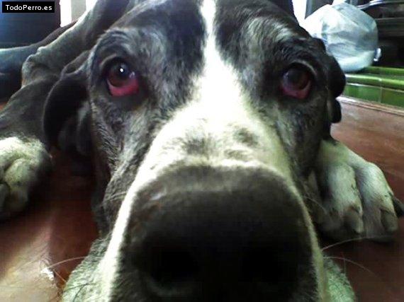Foto del perro Tango