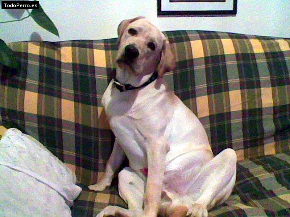 La foto del perro