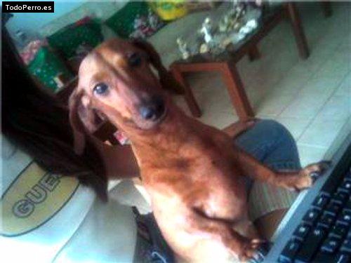 La foto del perro