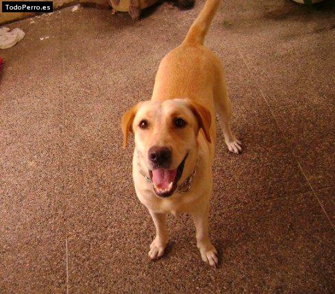 La foto del perro