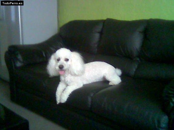 La foto del perro