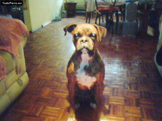 La foto del perro
