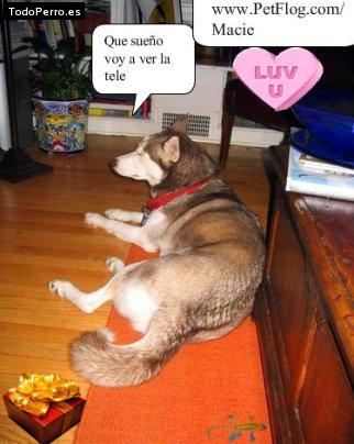 La foto del perro