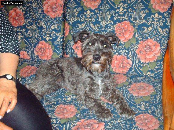 La foto del perro