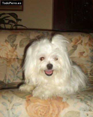 La foto del perro