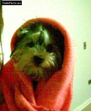 La foto del perro