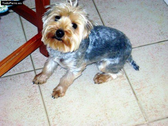 La foto del perro