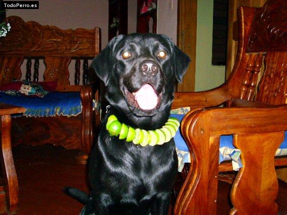 La foto del perro