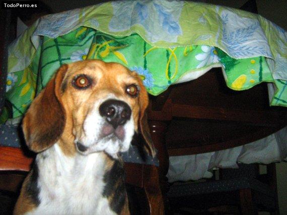 La foto del perro