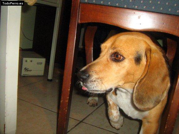 La foto del perro
