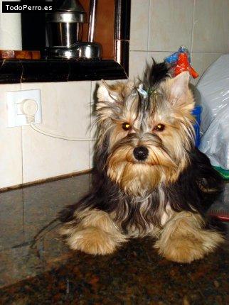 La foto del perro