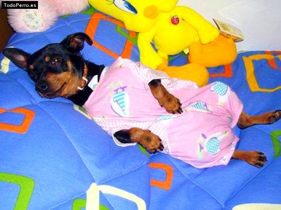 La foto del perro