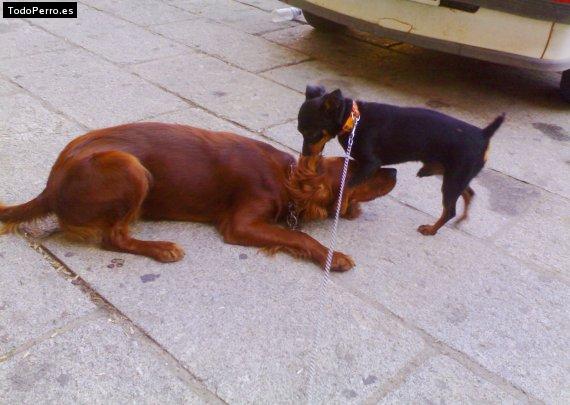 La foto del perro