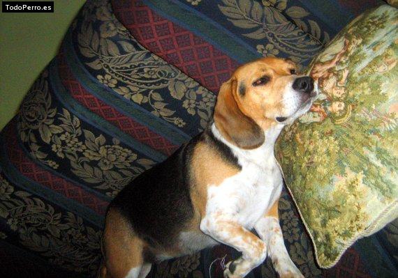 La foto del perro