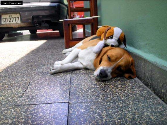 La foto del perro