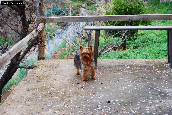 La foto del perro