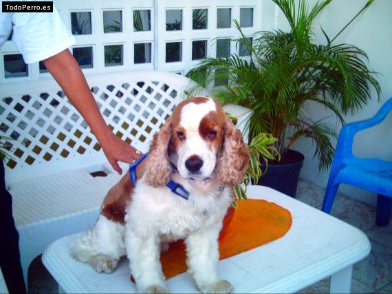 La foto del perro