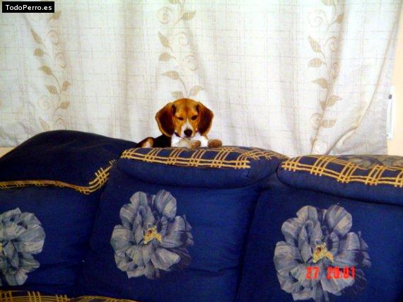 La foto del perro