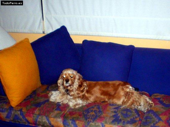 La foto del perro