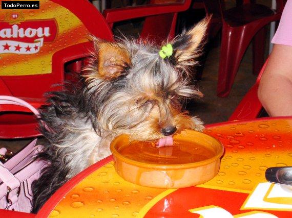La foto del perro