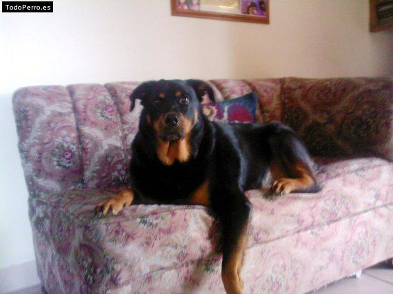 La foto del perro