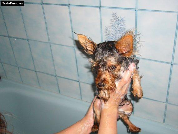 La foto del perro