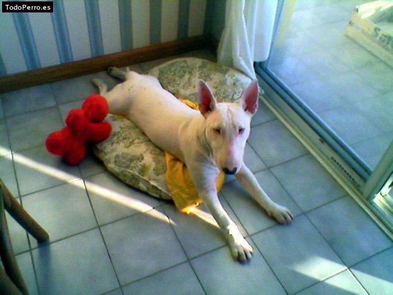 La foto del perro