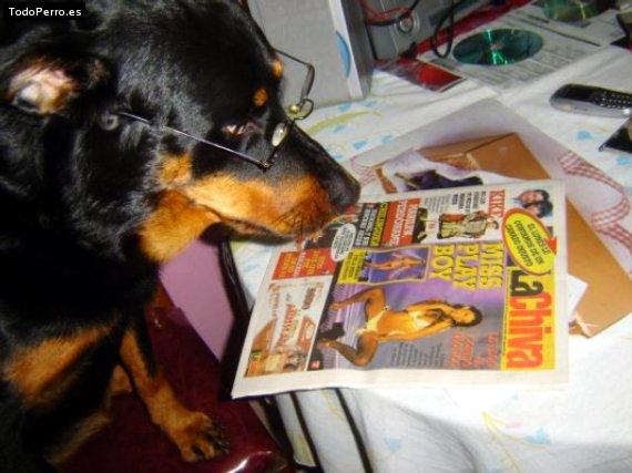 La foto del perro