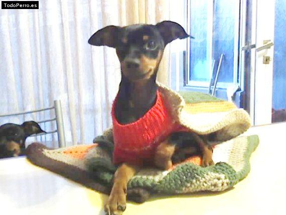 La foto del perro