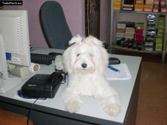 La foto del perro