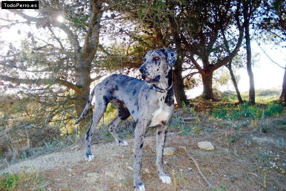 La foto del perro