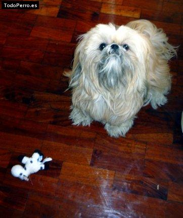 La foto del perro