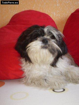 La foto del perro