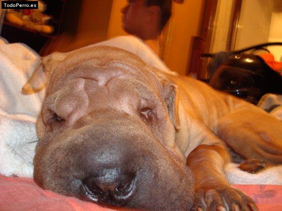 La foto del perro