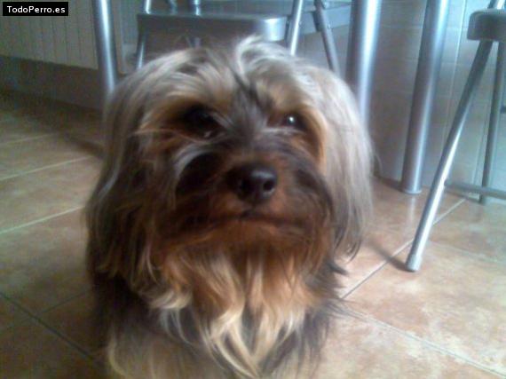 La foto del perro