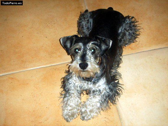 La foto del perro