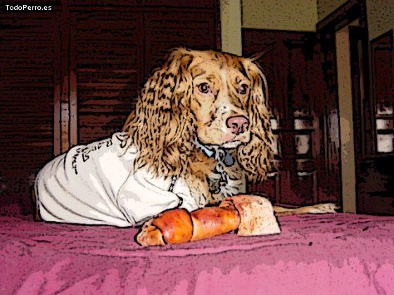 La foto del perro