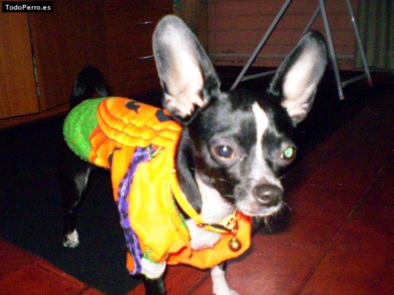 La foto del perro