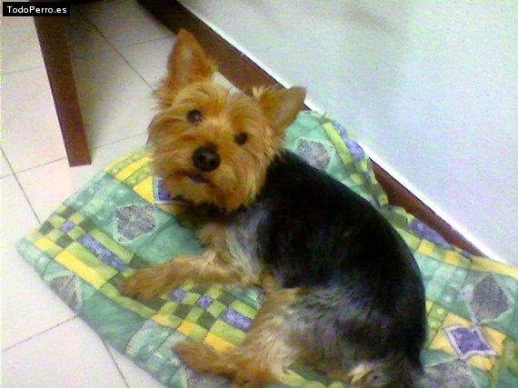 La foto del perro