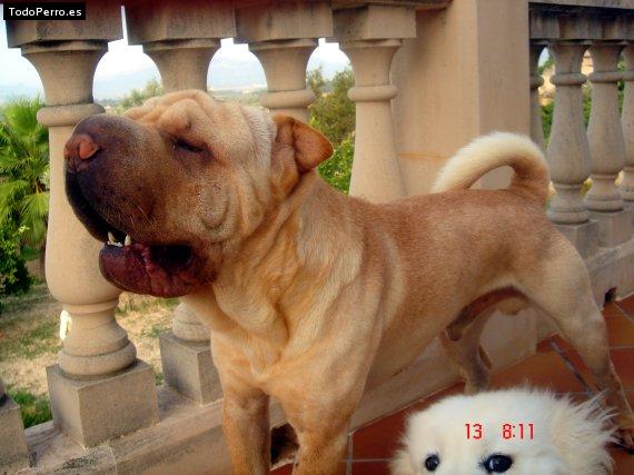 La foto del perro