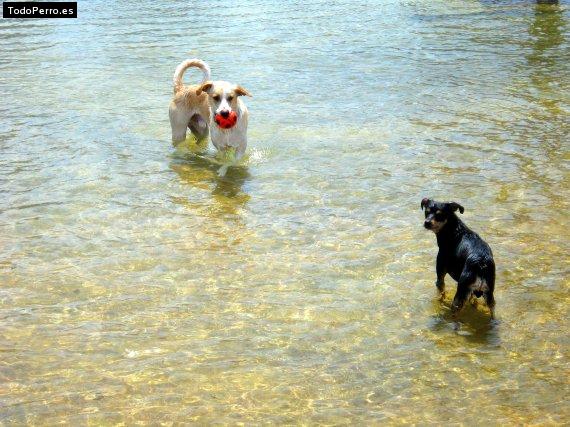 La foto del perro