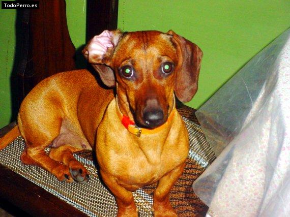 La foto del perro