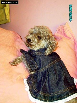 Foto del perro Nana
